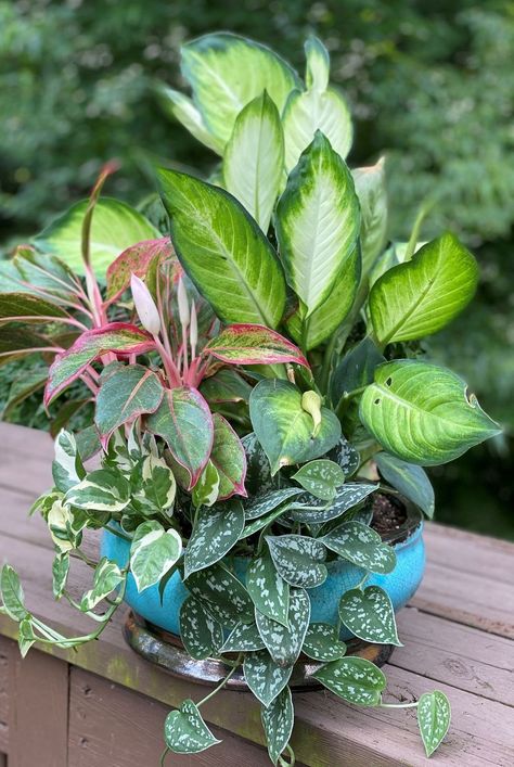 It's like a summer vacay for your indoor plants. ☀️ Paper Orb, Interior Gardens, Houseplant Decor, Shallow Planters, Moving Plants, Plantas Interior, Houseplants Decor, Planter Arrangements, Garden Wood