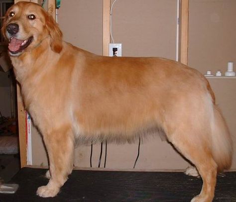 Golden Summer Cut. Golden Retriever Haircut Styles, Golden Retriever Haircut, Pomeranian Grooming, Dog Hairstyles, Female Golden Retriever, Golden Retriever Grooming, Pomeranian Breed, Summer Haircut, Dog Grooming Tips