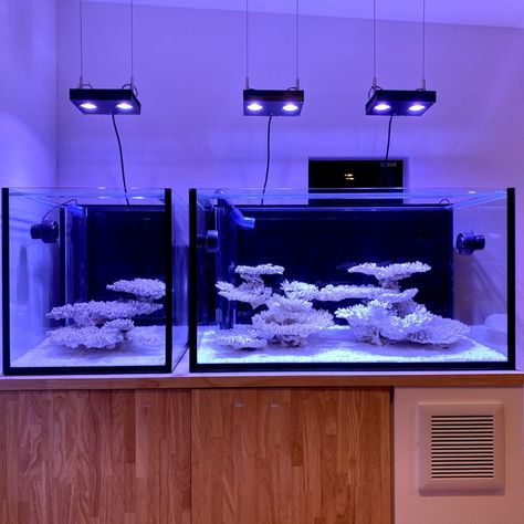 Reef Tank Aquascaping, Aqua Scape, Saltwater Fish Tanks, Aquarium Stand, Salt Water Fish, Saltwater Fish, Saltwater Tank, All Fish, Reef Aquarium