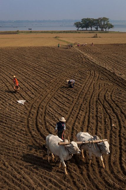 Agriculture, Amarapura | Farmers and bullocks cart, working … | Flickr Agriculture Pictures, Farmer Painting, Amarapura, Agriculture Photography, Bullock Cart, Agriculture Photos, Rural Photography, Army Images, Myanmar Travel