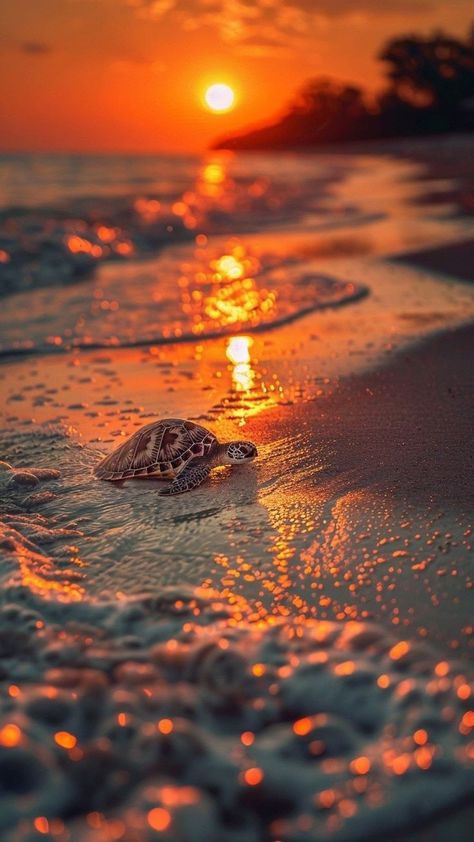 Relaxing Background Wallpapers, Ed Wallpaper, Comedy Wildlife Photography, Beautiful Summer Wallpaper, Cute Summer Wallpapers, Beautiful Ocean Pictures, Ocean Pictures, Pretty Landscapes, A Turtle