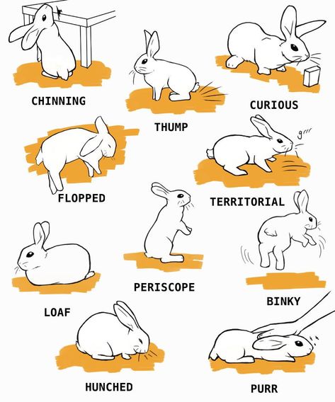 Rabbits are not always the easiest pets for beginners to care for. Get ready to learn all the basics, including diet and food, habitat and enclosure, rabbit proofing, grooming, and even rabbit body language. With these steps, you'll be ready to bring your new bunny home and give them a happy life. Bunny Care Tips, Mini Lop Bunnies, Rabbit Behavior, Pet Rabbit Care, Bunny Room, Raising Rabbits, Pet Bunny Rabbits, Rabbit Life, Indoor Rabbit