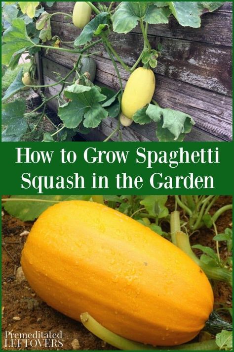 Growing Spaghetti Squash, Spaghetti Squash Plant, Fruit Garden Design, Spaghetti Squash Seeds, Growing Squash, Squash Plant, Winter Vegetables Gardening, Courge Spaghetti, Squash Seeds