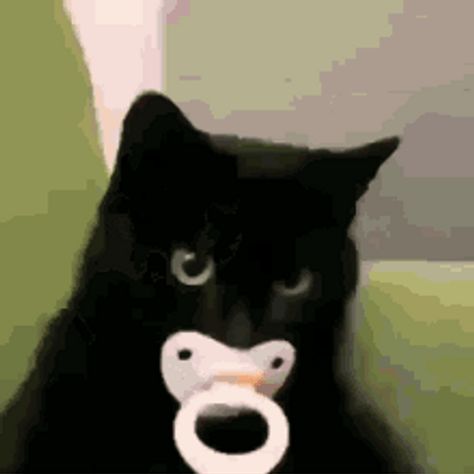 Cat With Binky, Cat With Pacifier, Cat Pfp Gif, Black Cat Gif, Meme Gif, Pfp Discord, Cats Pictures, Silly Cats Pictures, Black Grunge