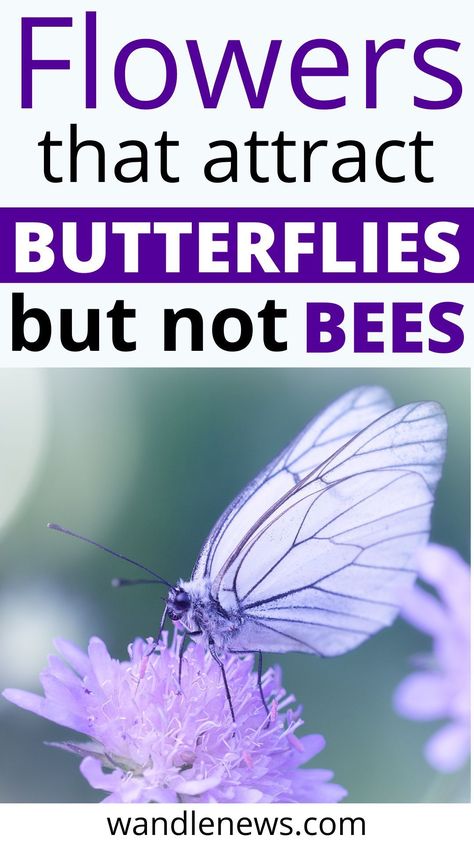 If you want to attract more butterflies into your garden, you should be aware that many flowers that butterflies love, also attract bees. For example, plants like the Shasta Daisy or Black-Eyed Susan are great nectar plants for butterflies, but will also draw more bees into your garden. In this post I have listed some great flowers that attract butterflies but not bees. Honey bees, hummingbirds, garden ideas, monarch butterflies, wasps, dragonflies, yard, herb garden, polinator, host plant Butterfly Attracting Plants, Potted Butterfly Garden, Flowers To Attract Butterflies, Attract Butterflies To Garden, Attracting Butterflies, Plants Butterflies Like, Attracting Butterflies To Your Garden, Plants That Attract Dragonflies, School Pollinator Garden