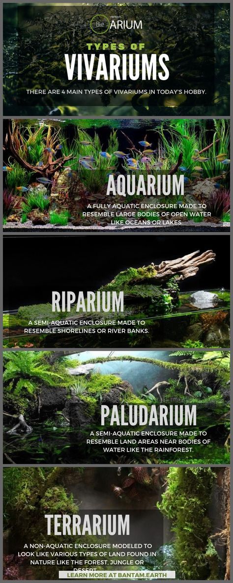 Lizard Aquarium Ideas, Terrarium Aquarium Diy, 6 Gallon Cube Aquascape, Aquarium Room, Plant Aquarium, Tanaman Air, Cactus Terrarium, Fish Tank Terrarium, Taman Air