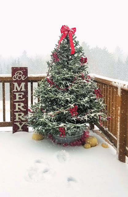 Christmas Tree Outside, Brooder Box, Outdoor Christmas Tree Decorations, Live Christmas Trees, Outdoor Christmas Tree, Outdoor Trees, Colonial Christmas, Real Christmas Tree, Black Christmas Trees