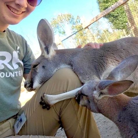 Zoo Worker Aesthetic, Working With Animals Aesthetic, Volunteer Work Aesthetic Animals, Animal Care Aesthetic, Wildlife Conservation Aesthetic, Zookeeper Aesthetic, Wildlife Biologist Aesthetic, Zoologist Aesthetic, Volunteer Work Aesthetic