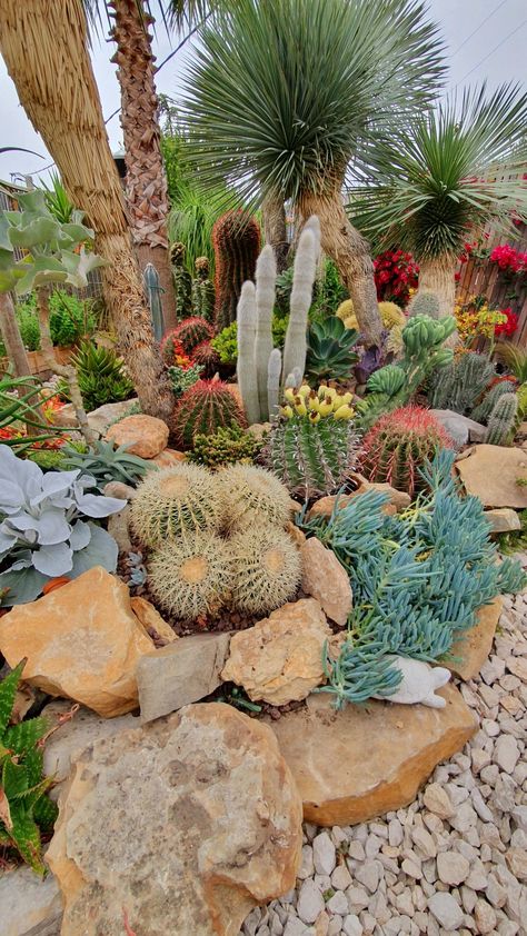 Succulent Rock Garden Landscaping, Cactus Garden Design, Desert Landscaping Backyard, Cactus Garden Landscaping, Succulent Rock Garden, Succulent Landscape, Desert Backyard, Succulent Garden Landscape, Succulent Landscape Design