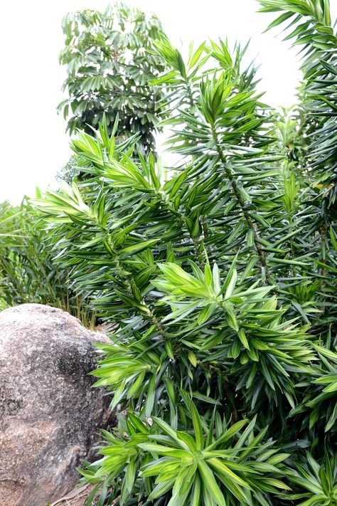 Dracaena Reflexa, Pool Plants, Tropical House Plants, Full Sun Plants, Tropical Gardens, Plant Information, Sun Plants, Pot Plant, Orange Colour