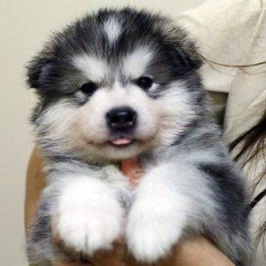 ~ ALASKAN MALAMUTE PUPPY (SEE THE TONGUE), PROBABLY ABOUT 6 WEEKS OLD, 12 LBS IS MY GUESS ~ Alaskan Puppy, Alaskan Malamute Puppy, Malamute Puppy, Alaska Dog, Alaskan Malamute Puppies, Malamute Husky, Malamute Dog, Malamute Puppies, Puppies And Kitties