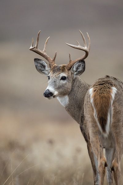 Deer Pictures Photography, White Tailed Deer Aesthetic, White Tail Deer Photography, Whitetail Deer Photography, Funny Hunting Pics, Deer Hunting Humor, Draw Wolf, Deer Pics, Hunting Pics