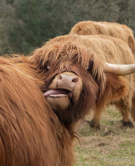 Highlander Cow Stuffed Animal, Fluffy Cow, Pet Cows, Mini Cows, Baby Farm Animals, Scottish Highland Cow, Fluffy Cows, Cow Pictures