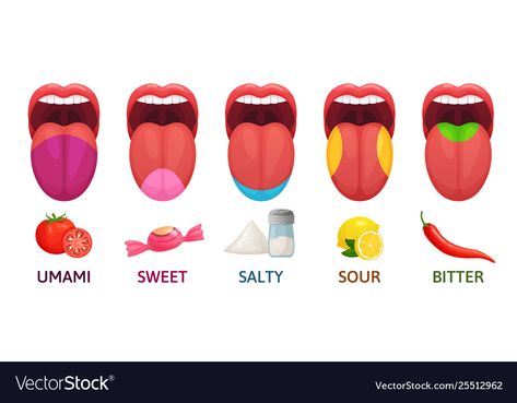 Medicine Cartoon, Tongue Health, Sour Taste, Easy Yoga, Alphabet Illustration, Sweet And Salty, Schmidt, Infographic Design, Journal Cards