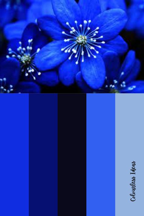 Indigo Color Combinations, Cobalt Blue Color Palette Colour Schemes, Indigo Color Scheme, Cobalt Blue Palette, Cobalt Blue Color Combinations, Bright Blue Color Palette, Cobalt Blue Color Palette, Worship Outfits, Blue Color Pallet