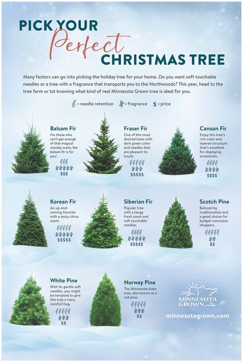 Minnesota Grown - Balsam Fir, Fraser Fir, White Pine???... Frazier Fir Christmas Tree, White Pine Christmas Tree, Christmas Tree Varieties, Eastern White Pine, Fir Christmas Tree, Fraser Fir, Pine Christmas Tree, Fir Trees, Jolly Christmas