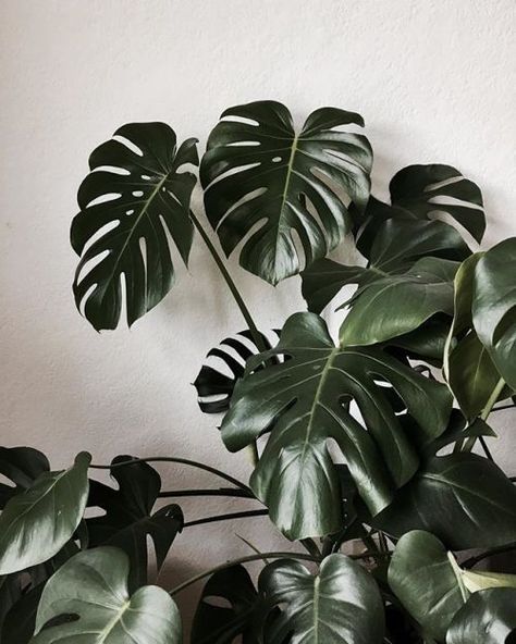 10 Chill Indoor Plants for Minimalist Homes نباتات منزلية, Swiss Cheese Plant, Plants Are Friends, Cheese Plant, Jade Plants, Plant Wallpaper, Plant Aesthetic, Monstera Plant, Monstera Deliciosa