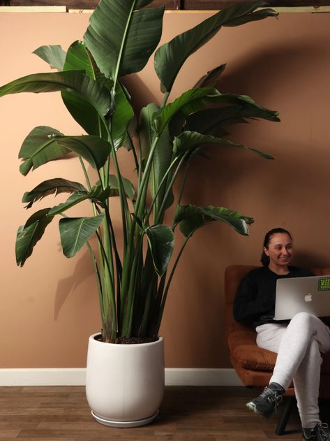 Want plants delivered to you in NYC or NJ? Get plants delivered the very next day with Dahing Plants, your favorite local plant shop! Dark Modern Home, Big Indoor Plants, Birds Of Paradise Plant, Bird Of Paradise Plant, Paradise Plant, Dark Modern, Blue Planter, Banana Plants, Floor Plants