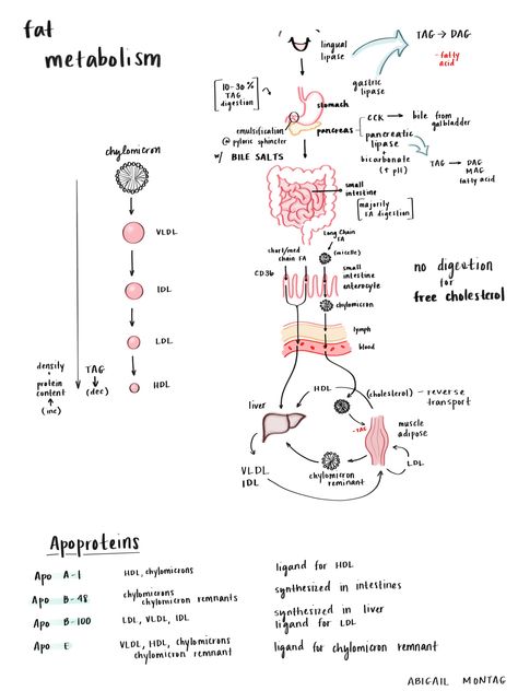 Exercise Physiology Notes, Nutrition Student Notes, Dietetics Student Notes, Nutrition Study Notes, Metabolism Notes, Medical School Notes, Nutrition Notes, Physiology Notes, Biochemistry Notes