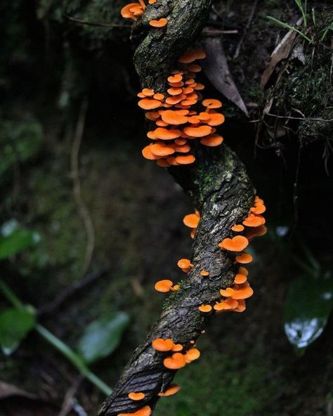 Wild Mushroom Photography, Jungle Nature, Photo Orange, Orange Mushroom, Lichen Moss, Mushroom Pictures, Woods Forest, Slime Mould, Plant Fungus