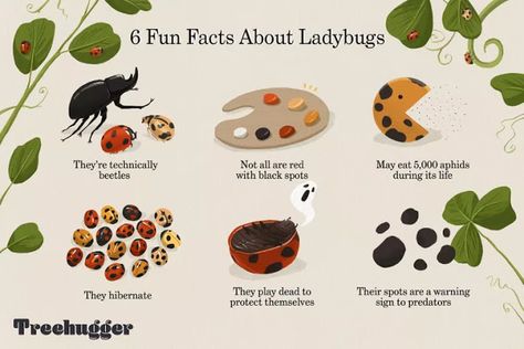 Patina Paint, Ladybug Theme, Lady Beetle, Stink Bugs, The Beetle, Pandora's Box, Garden Animals, Fruit Flies, Facts For Kids