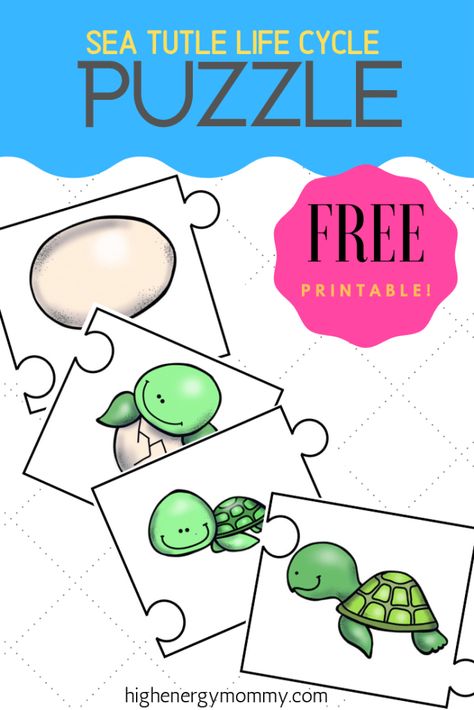 Sea Turtle Life Cycle Craft, Turtle Activities For Kindergarten, Turtle Life Cycle Preschool, Preschool Turtle Activities, Turtle Activities For Toddlers, Turtle Activities For Preschool, Turtle Preschool, Fun Learning Activities For Preschoolers, Sea Turtle Life Cycle