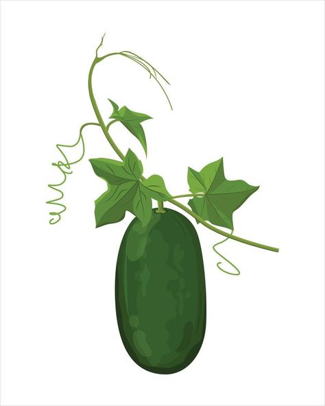 winter melon hanging on a stalk. fresh winter melon. vegetables Winter Melon, Drinks Logo, Cocktail Menu, Graphic Elements, Sewing Lessons, Milk Tea, Melon, Milk, Tea