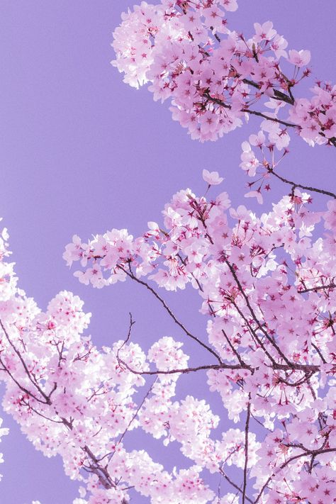 Purple Cherry Blossom Wallpaper, Purple Cherry Blossom, Blossom Wallpaper, Animated Photos, Cherry Blossom Wallpaper, Wallpaper 2024, Purple Flowers Wallpaper, Lilac Sky, Whatsapp Wallpaper Cute