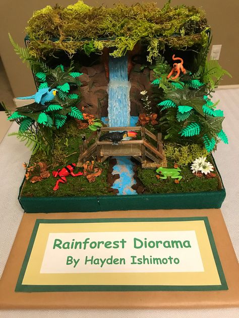 Ecosystem Diorama, Rain Forest Diorama, Ecosystems Diorama, Rainforest Crafts, Diy Diorama, Rainforest Ecosystem, Rainforest Project, Biomes Project, Rainforest Biome