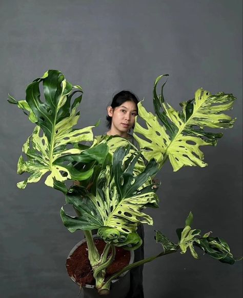 Rare Tropical Plants, Elephant Ears Plants Indoor, Rare Houseplants, Alocasia Plant, Plant Goals, Trendy Plants, Plants Are Friends, Balcony Plants, Inside Plants