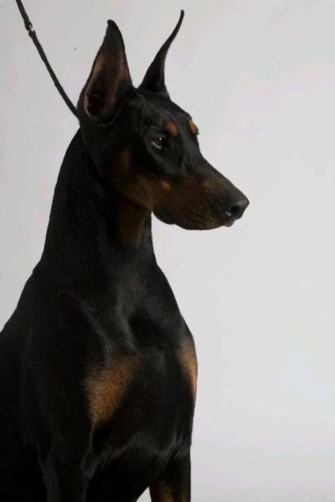 Perro Doberman Pinscher, Black Doberman, Doberman Pinscher Dog, Scary Dogs, Dangerous Dogs, Doberman Puppy, Doberman Dogs, Pretty Dogs, Pretty Animals