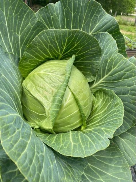 Preserve Cabbage, Aloe Vera Recipes, Varicose Veins Causes, Cabbage Plant, Hair Mask Recipe, Constant Headaches, Improve Nutrition, Natural Hair Mask, Skin Natural Remedies