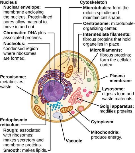 4.3: Eukaryotic Cells - Biology LibreTexts Typical Plant Cell, Plant Cell Parts, Animal Cell Parts, Cell Parts And Functions, Membran Sel, Cell Diagram, Prokaryotic Cell, Cells Worksheet, Cell Parts