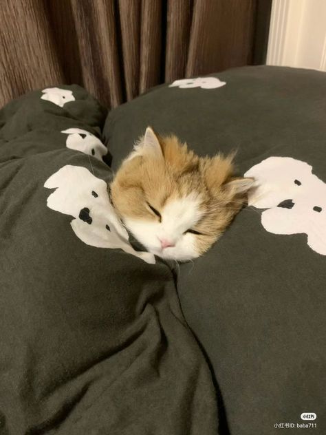 No Context Cats on X: "Mood 😴 https://t.co/NNheZFOIxT" / X Avatar Tik Tok, Cute Cat Sleeping, Cat Sleep, No Context, Dream's Cat, Kittens And Puppies, Baby Kittens