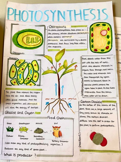 Biology Charts Poster, Biology Aesthetic Poster, Science Poster Ideas Aesthetic, Biology Index Design, Biology Plants Notes, Plant Biology Notes, Aesthetic Biology Notes Ideas, Class 10 Science Project, Biology School Projects