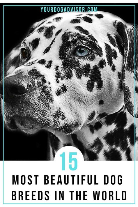 Dog parents, like most parents, are unabashedly biased. They are certain that their dog breeds are the most beautiful dog breeds to have ever lived. But away from the bias and the fact that we already know beauty is only skin deep, there comes a time when we just want to appreciate the incredible creation that is a gorgeous dog. Gorgeous Dog Breeds, Elegant Dog Breeds, Rare Dogs Breeds, Beautiful Dogs Breeds Unique, Worlds Biggest Dog, Unique Dogs, Unusual Dog Breeds, Dog Infographic, Hound Dog Breeds