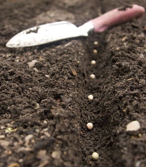 When Is It Time to Sow Seeds? Fruit Garden, Edible Garden, Hgtv Garden, Growing Gardens, Garden Yard Ideas, Propagating Plants, Veggie Garden, Growing Food, Garden Seeds