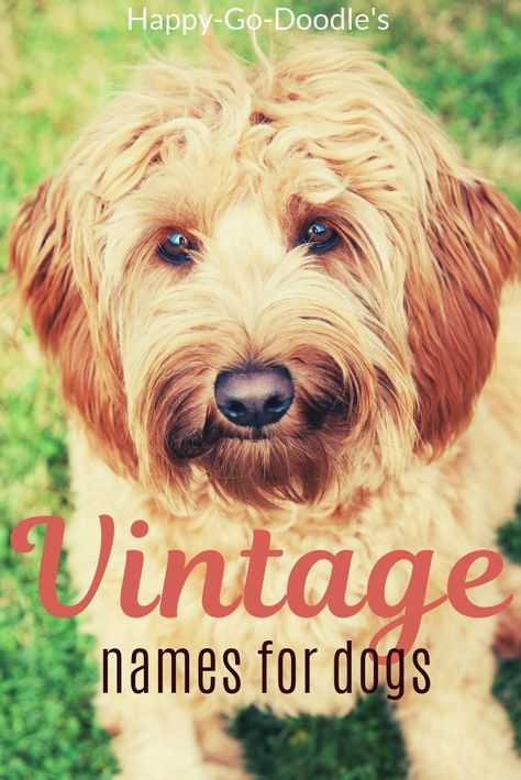 Retro Names, Puppy Names Unique, Girl Dog Names Unique, Puppies Names Female, Names For Girl, Dogs Names List, Goldendoodle Names, Cute Puppy Names, Goldendoodle Grooming