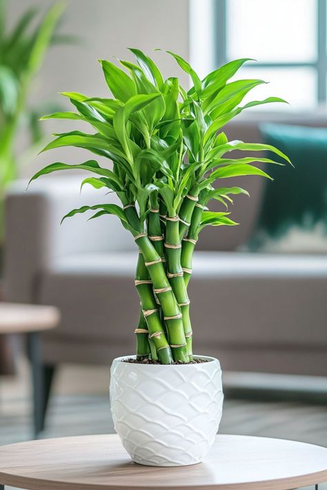 Lucky Bamboo (Dracaena sanderiana) is a delightful and vibrant addition to any home or office! 🎍🌿 Known for its elegant, spiral-shaped stems and easy care, this plant is a beautiful blend of aesthetic appeal and symbolic luck. Low maintenance and bursting with charm, Lucky Bamboo is perfect for adding a touch of greenery and good fortune to your space. Indulge in this stylish twist on indoor plants today! 🌱✨ #LuckyBamboo #IndoorPlants #GoodFortune #GreenLiving Bamboo Indoor Plant, Bamboo Plant Indoor, Peace Lily Indoor, Dracaena Sanderiana, Plant Vegetables, Pot Flowers, Planting Plants, Lucky Bamboo Plants, Lucky Plant