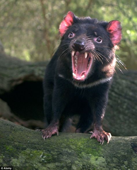 Devil Video, Mesmerizing Pictures, Animal Wallpaper Aesthetic, Tasmanian Devil Cartoon, Australian Mammals, Scary Animals, Dangerous Animals, Nocturnal Animals, Tasmanian Devil