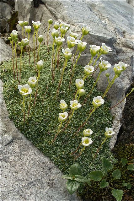 Saxifraga-squarrosa_1 | Saxifraga squarrosa Slo.: nasršeni k… | Flickr Rockery Garden, Linz Austria, Alpine Flowers, Alpine Garden, Julian Alps, Rock Garden Plants, Rock Flowers, Alpine Plants, Rock Garden Landscaping