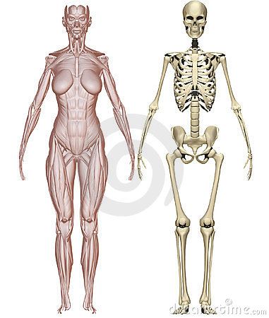 Muscles and skeleton woman Skeleton Woman Art, Anatomy Woman, Skeleton Woman, Female Skeleton, Human Skeleton Anatomy, Girl Anatomy, Anatomy Bones, Skeleton Anatomy, Female Anatomy Reference