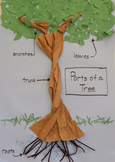 Deciduous And Evergreen Trees Ks1, Parts Of A Tree Craft, Tree Curriculum Preschool, Parts Of A Tree, Tree Activities, Trees Craft, Art For Preschoolers, Creative Curriculum Preschool, Winter Stem