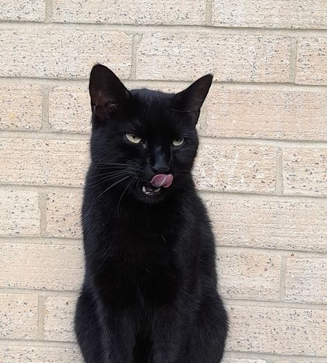 Black Cat Green Eyes, Black Cat With Green Eyes, Cat Green Eyes, Black Cat Sitting, Old Fat, Sitting Poses, A Black Cat, Cat Aesthetic, Hazel Eyes