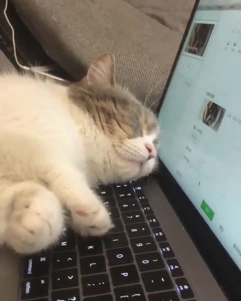 It really takes a lot of hard work to be a blogger⠀ ⠀ 📹@purring_gooloo_munchkin⠀ ⠀ Want @9gag to feature your cat 🐾? Join our community and… Internet Day, Slaap Lekker, Homeless Dogs, Cute Cat Wallpaper, Cat Sleeping, Cat Aesthetic, Pretty Cats, Baby Cats