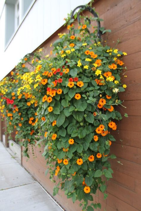 Hanging Basket Outdoor, Potato Vine Hanging Basket, Plants In Hanging Baskets, Trailing Plants For Hanging Baskets, Hanging Plants In Garden, Hanging Basket Plants Outdoor, Hanging Flowers From Trees, Flowers That Hang Down, Outdoor Hanging Flower Baskets