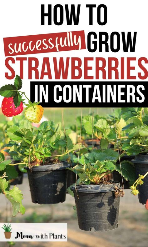 Strawberries Growing, Growing Strawberries In Containers, How To Grow Strawberries, Growing In Containers, Gemüseanbau In Kübeln, Strawberries In Containers, Strawberry Varieties, Grow Strawberries, Strawberry Pots