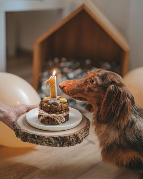 Dog cake Doggie Birthday Cake for Dogs Dog B Day Ideas, Dogs Birthday Photoshoot Ideas, Senior Dog Birthday, Dog Bday Photoshoot, 1 Year Dog Birthday, Dog Photoshoot Birthday, Dog First Birthday Pictures, Dogs 1st Birthday Ideas, Birthday Dog Pictures