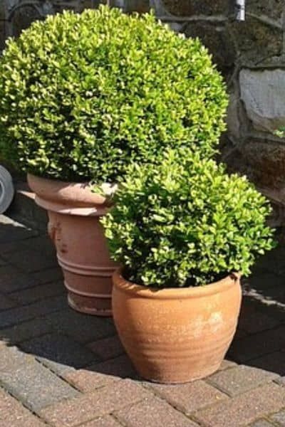 Evergreen Potted Plants, Perenial Garden, Boxwood Planters, Boxwood Landscaping, Plant Stand With Wheels, Boxwood Garden, Box Wood Shrub, Boxwood Plant, Potted Plants Outdoor