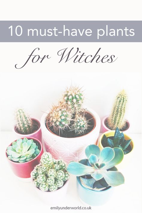 What plants do you need in your witch garden? Here are 10 flowers, plants and herbs for your witchcraft journey. Herbs to grow for healing and beautiful witchy plants! Witch garden for beginner witches.  #witchcraft #magick #herbs #healingherbs #spirituality #witch #witchtips Plants And Spirituality, Best Herbs For Witchcraft, Plants For Protection Witchcraft, Witchy Plants Indoor, Protection Plants Witchcraft, Herbs For Beginner Witches, Plants For Witches, Apps For Witches, Witchcraft Plants